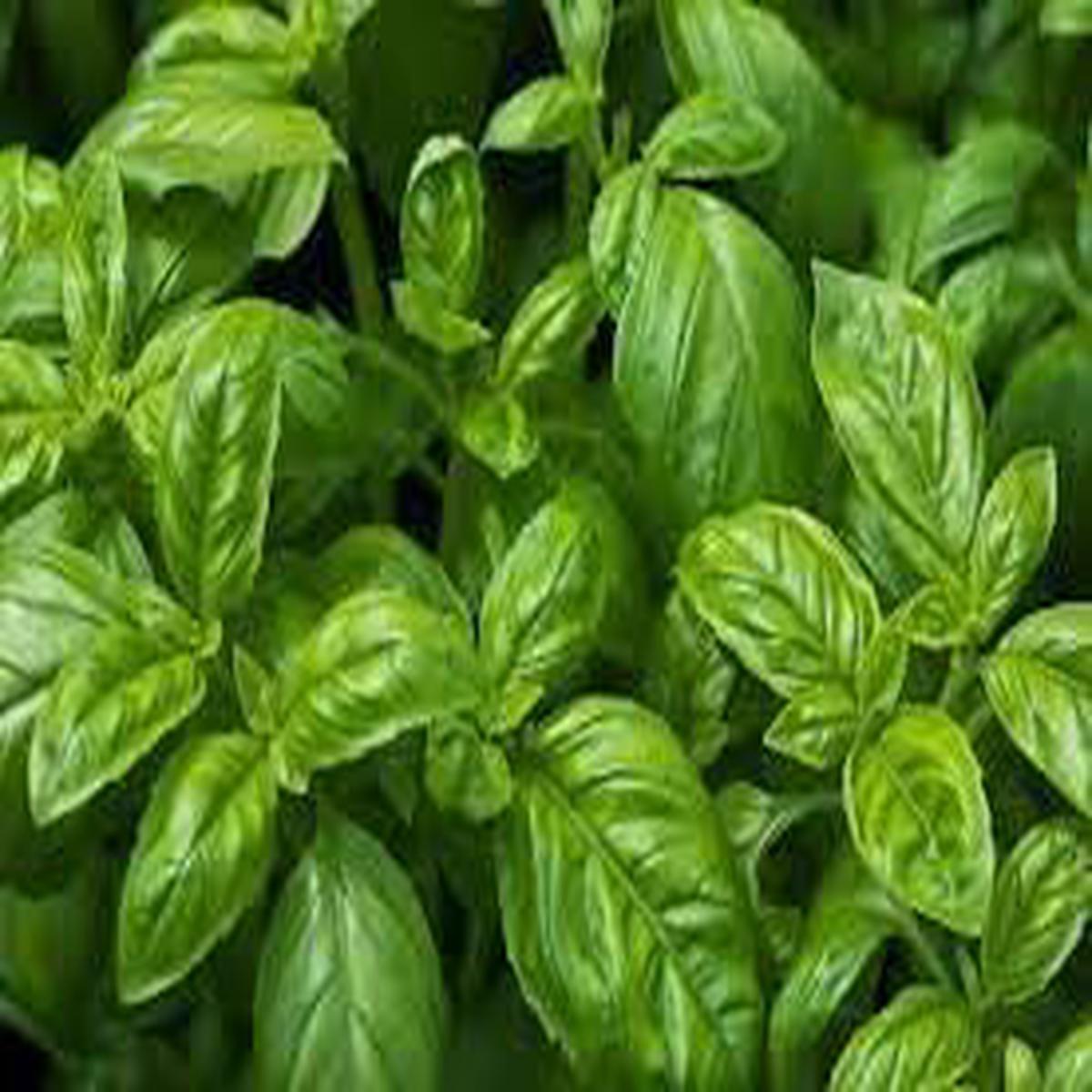 Broadleaf Basil Herb Seeds Heirloom, Non-GMO Kitchen Garden Staple Seeds for Planting