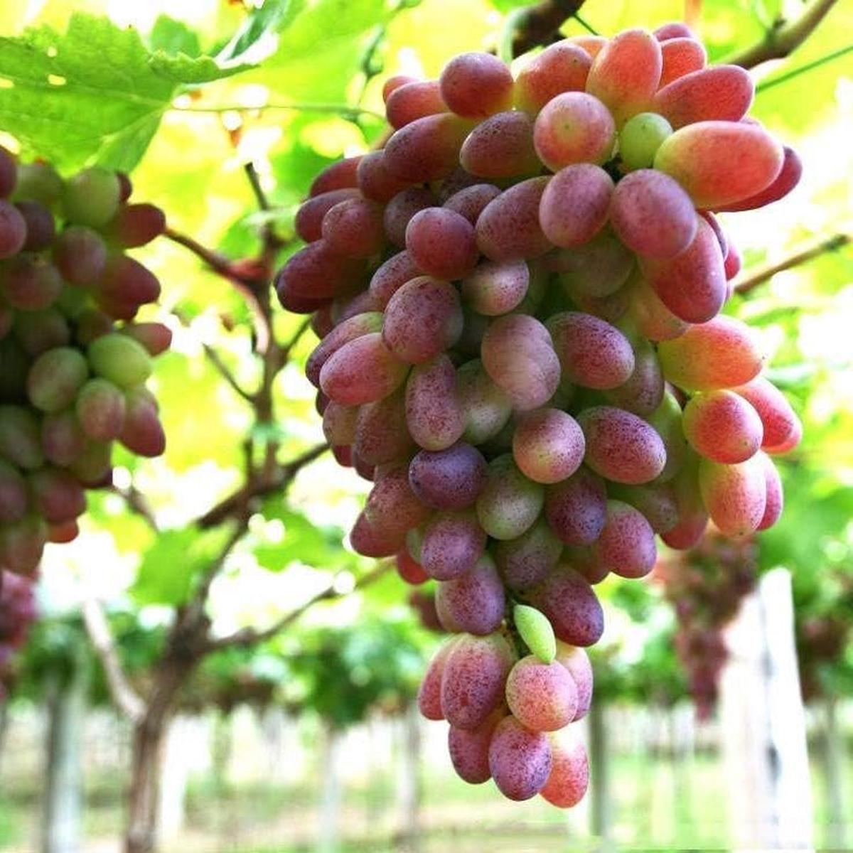 Brown Green Grape fruit seeds for planting - Heirloom & Non-GMO Garden seeds, unique color variety for garden enthusiasts