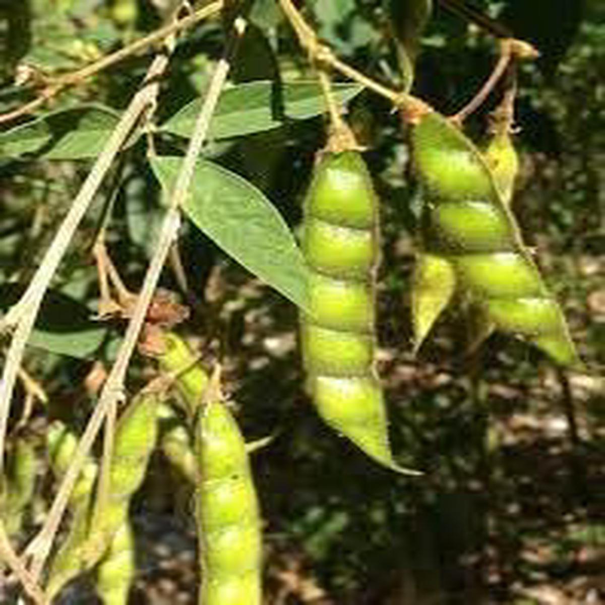 Cajanus Seeds for Planting Heirloom Non-GMO Nutritious Legume Organic Garden Seeds, High Germination