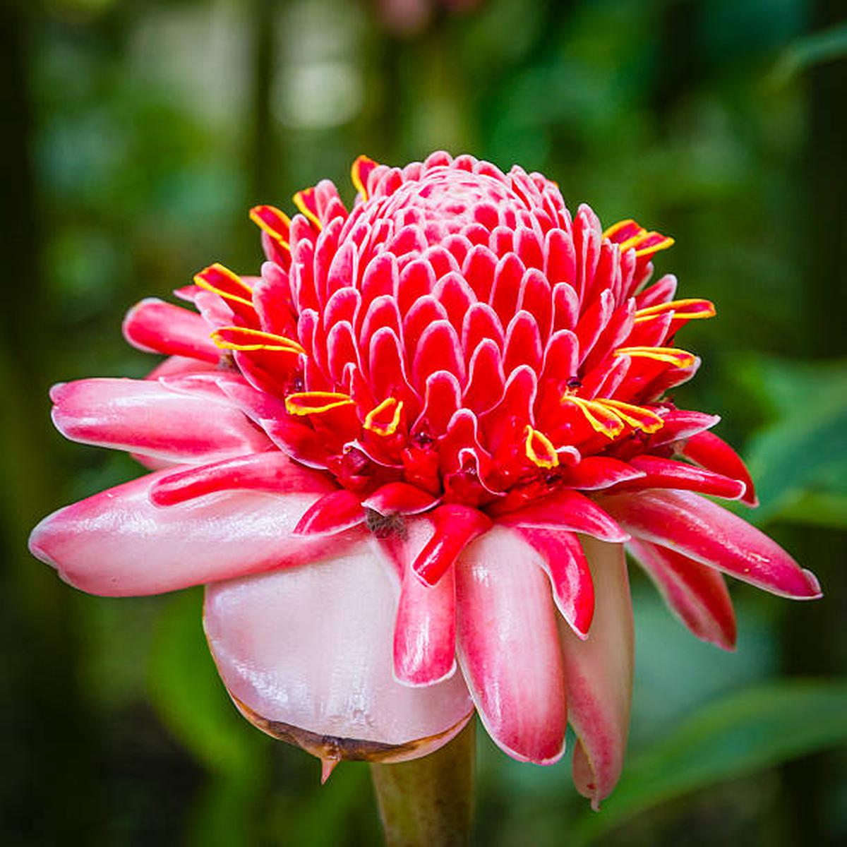 Ginger Flower Seeds for Planting Heirloom, Non-GMO, Compact Growth, High Germination
