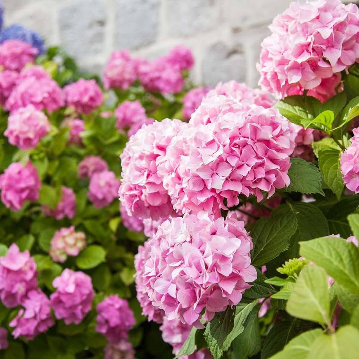 Hydrangea Flower Seeds for Planting Heirloom, Non-GMO, Bright Blooms Organic Garden Seeds