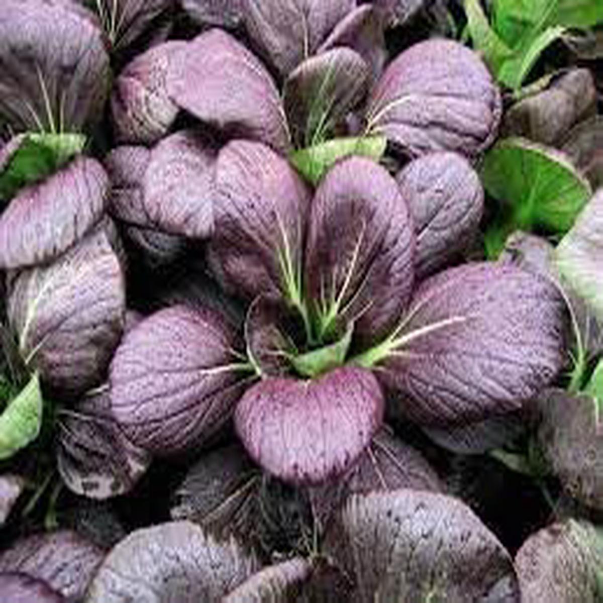 Pak Choi Vegetable Seeds for Planting Heirloom & Non-GMO Garden Seeds