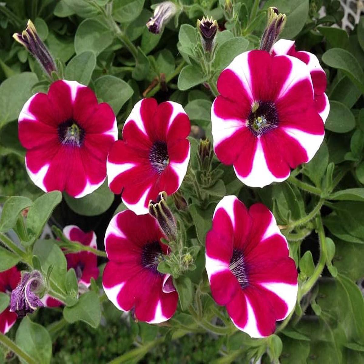 Petunia Flower Seeds for Planting Maroon, Red & White, Pollinator Friendly, Heirloom, Non-GMO, High Germination Seeds