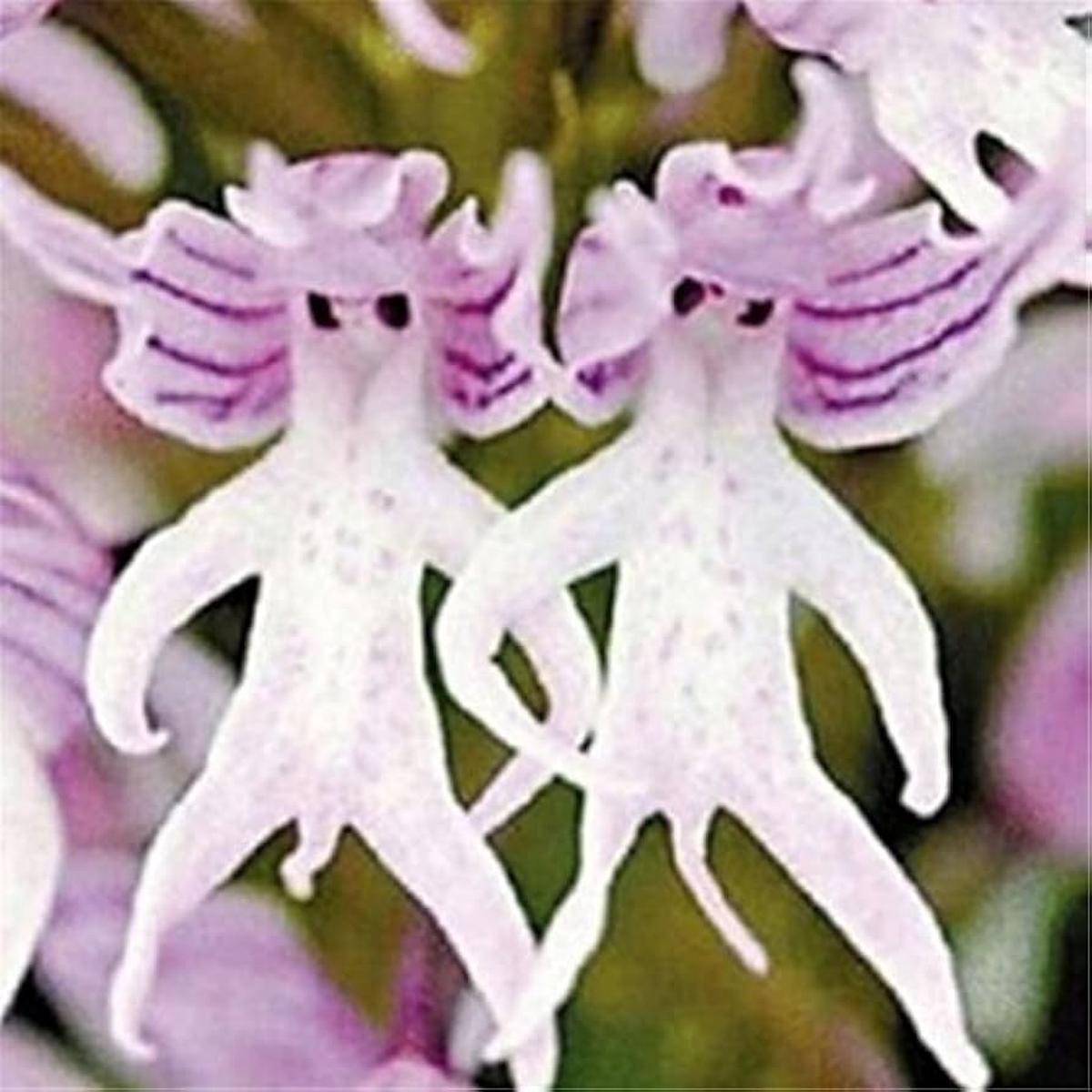 Purple Pyramid Monkey Orchid Flower Seeds for Planting Heirloom, Non-GMO, High Germination Organic Seeds