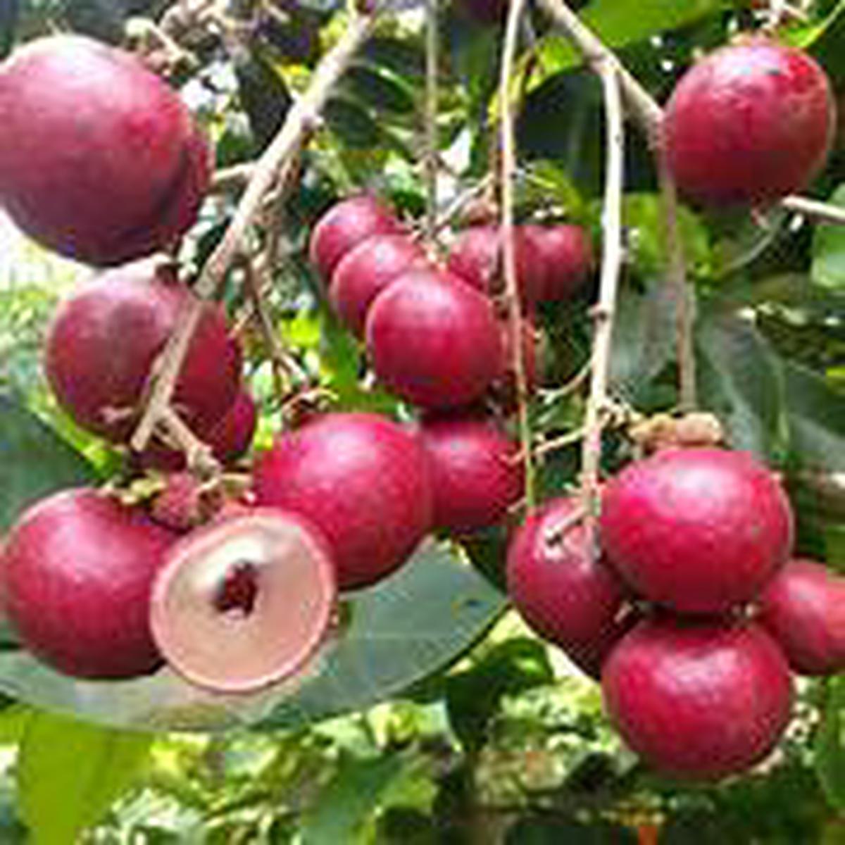 Red Longan fruit seeds for planting - Heirloom & Non-GMO Tropical Garden seeds