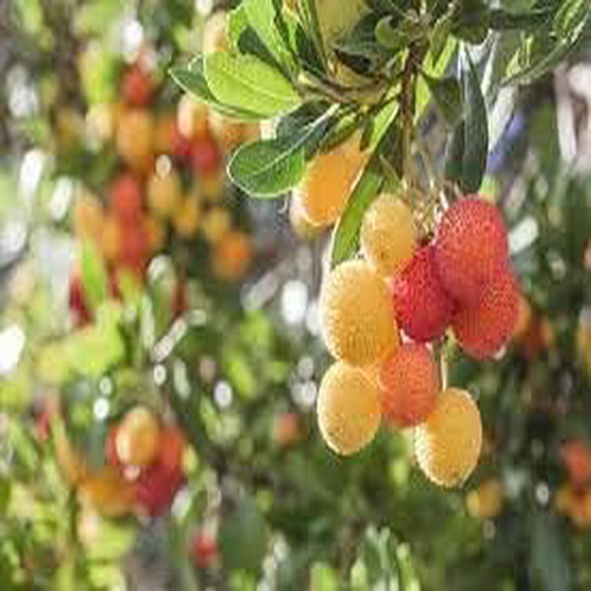 Yellow Red Bayberry Fruit Seeds for Planting Heirloom, Non-GMO, High Germination Organic Garden Seeds for Home Garden