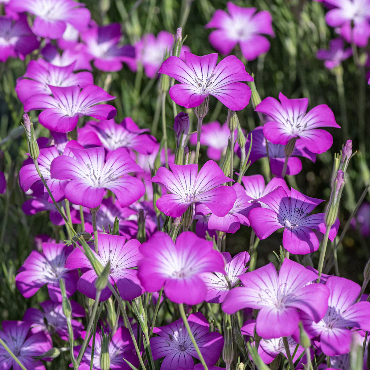 Agrostemma Purple Flower Seeds for Planting Heirloom, Non-GMO, High Germination Organic Garden Seeds