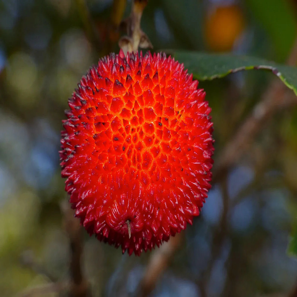 Arbutus Unedo Strawberry Tree seeds  Heirloom, Non-GMO Evergreen Fruit Tree Seeds for Planting
