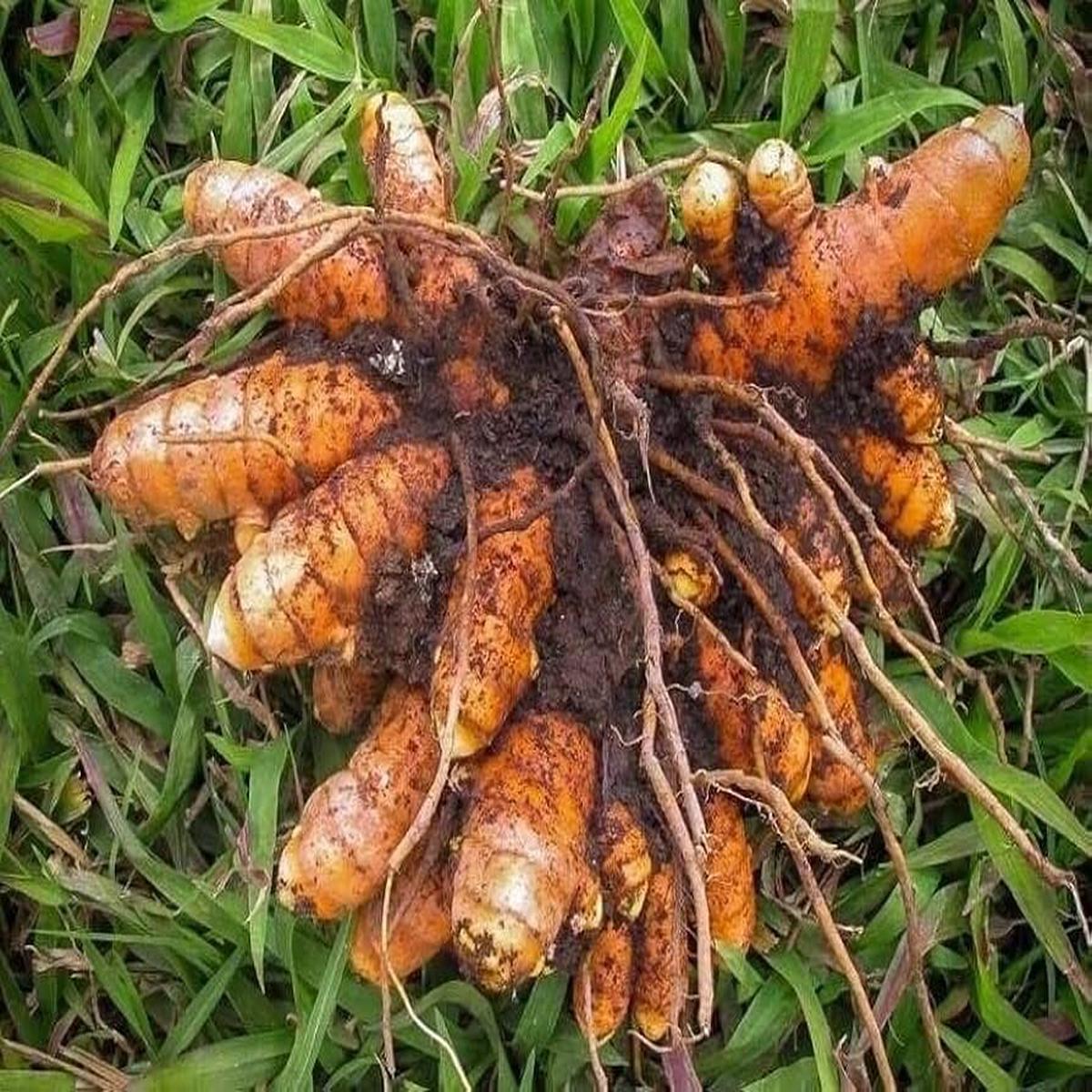 Brown Turmeric Root Seeds for Planting Heirloom, Non-GMO, High Germination, Organic Roots for Spice Gardens