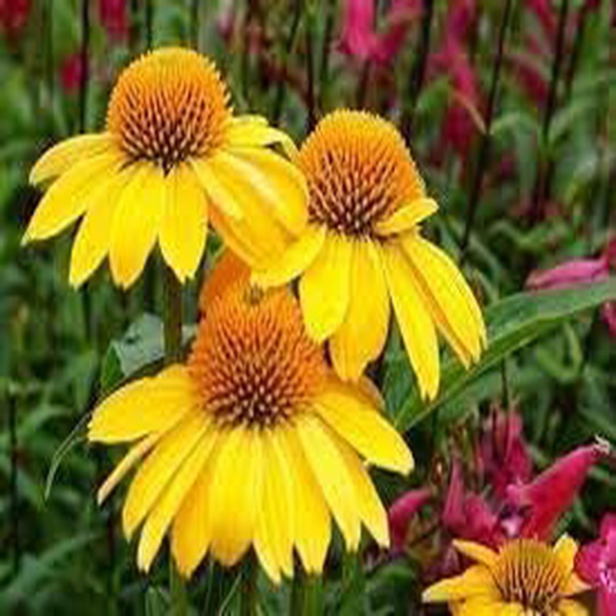 ConeFlower Seeds for Planting Heirloom, Non-GMO, High Germination Organic Garden Seeds