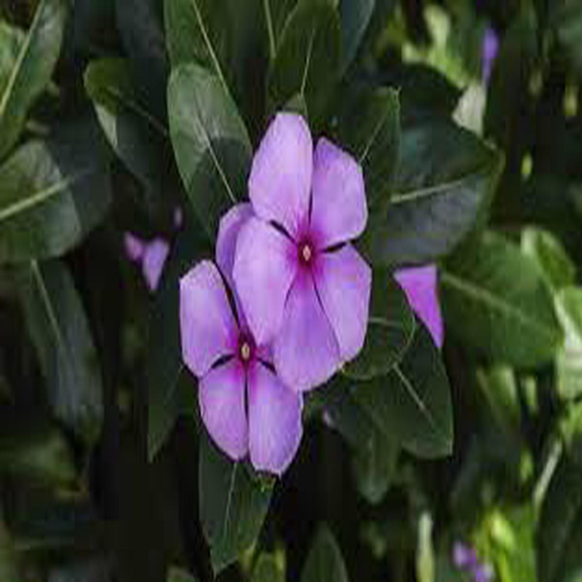 Dark Purple Periwinkle Flower Seeds for Planting Heirloom Non-GMO Organic Garden Seeds,