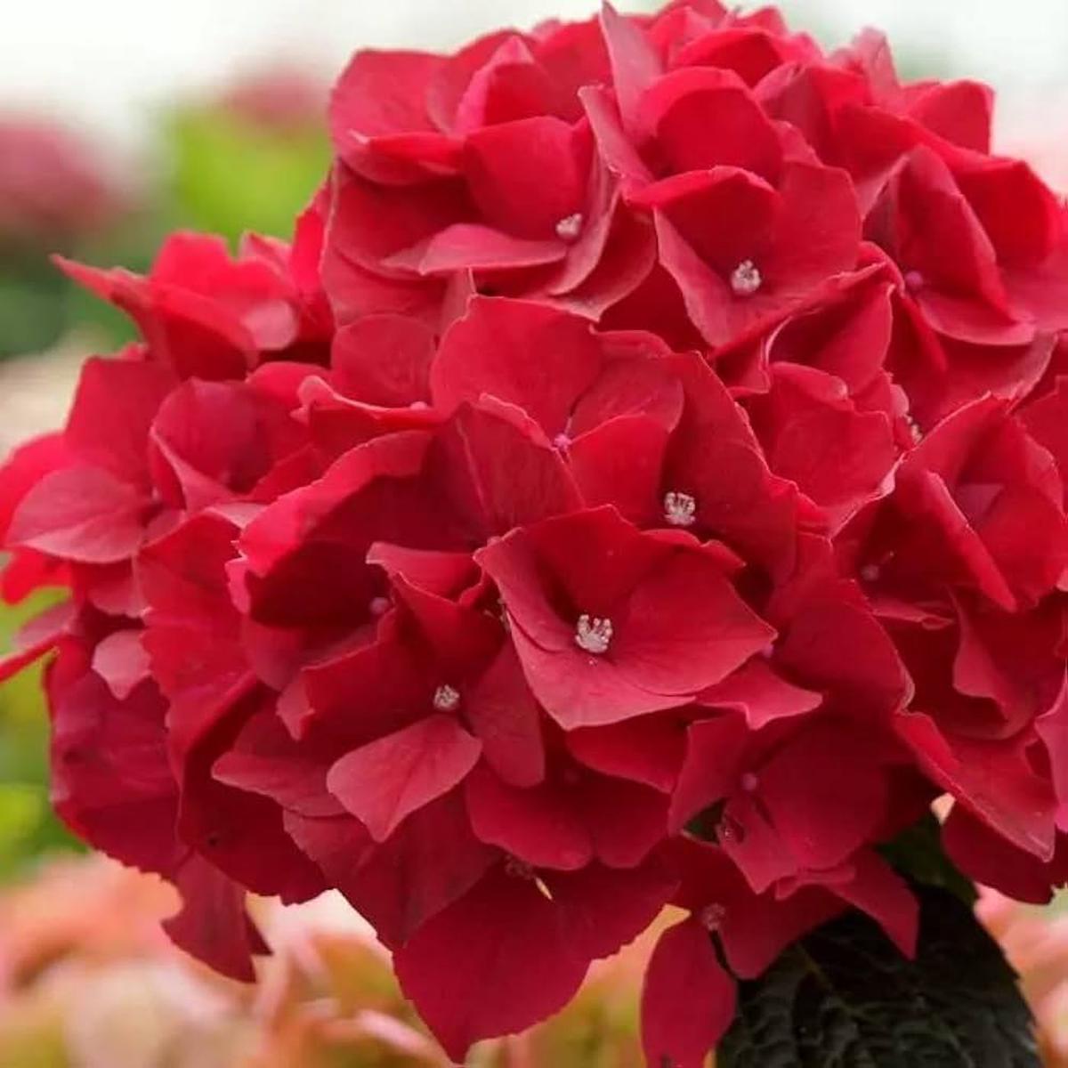 Deep Red Hydrangea Flower Seeds for Planting Heirloom, Non-GMO, High Germination Hardy Garden Seeds