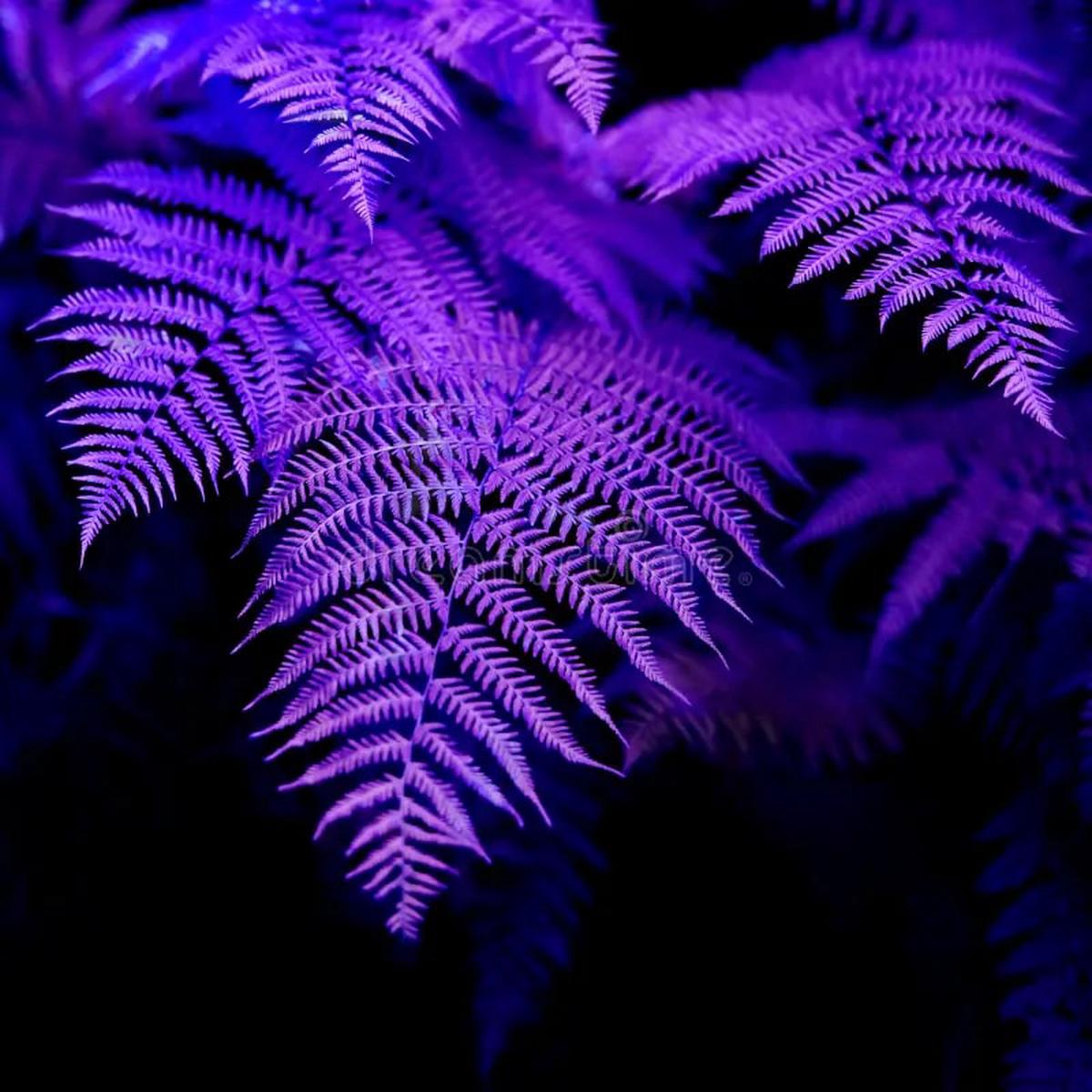 Fern Violet Seeds for Planting Low Maintenance, Heirloom, Non-GMO, High Germination