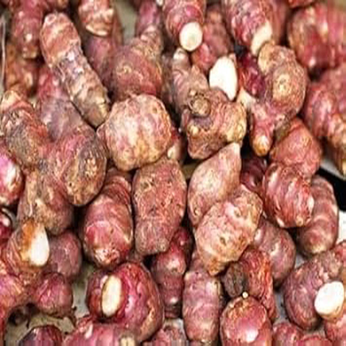 Fuseau Vegetable Seeds for Planting Heirloom Non-GMO, High Germination Organic Root Crop Seeds