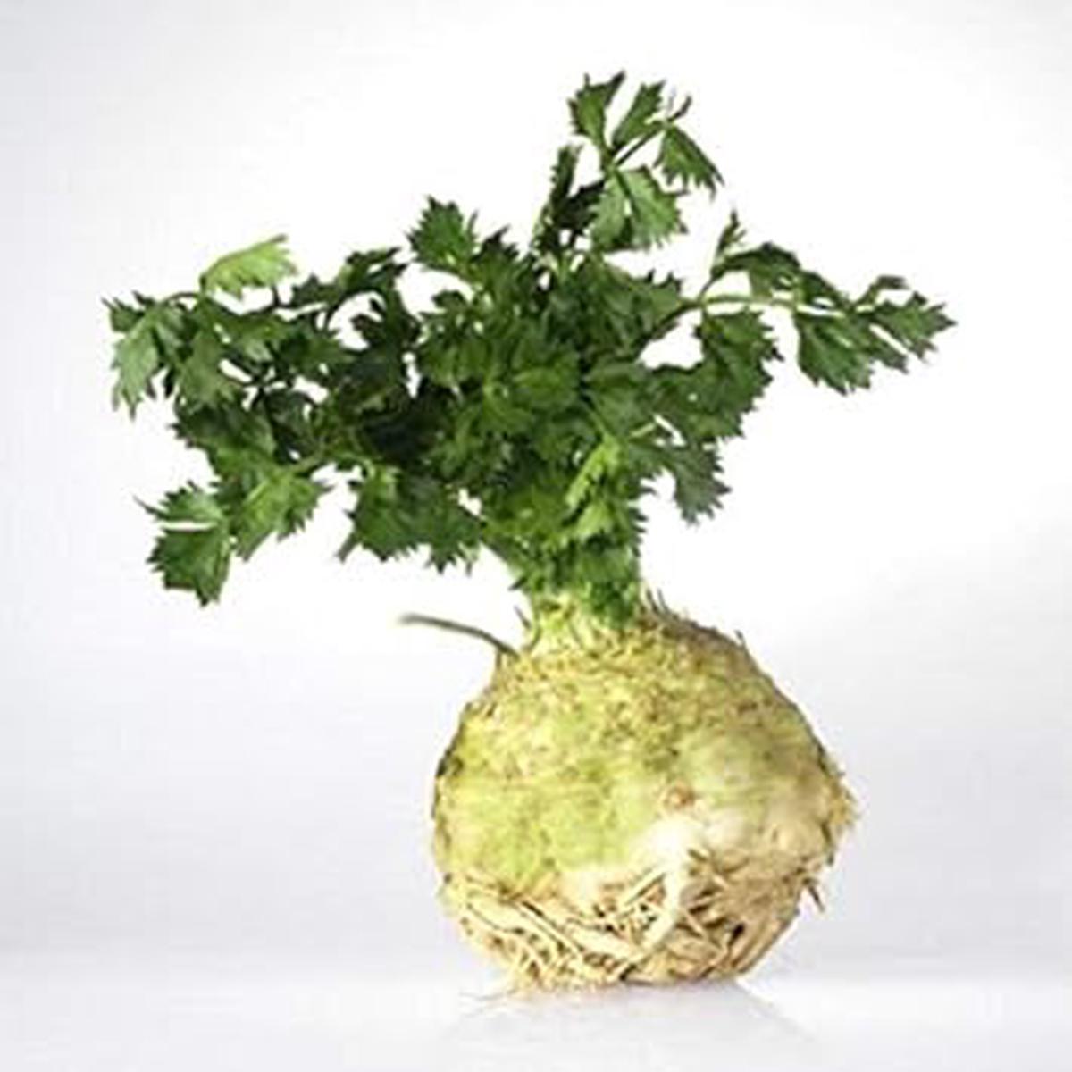 Green Apium Graveolens Celery Herb Seeds for Planting Heirloom, Non-GMO, Organic Garden Seeds with High Germination