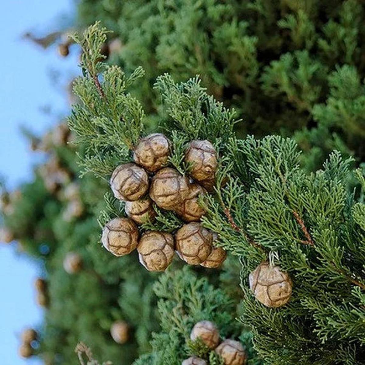 Green Cupressus Herb Seeds  Heirloom, Non-GMO Kitchen Garden Staple Seeds for Planting