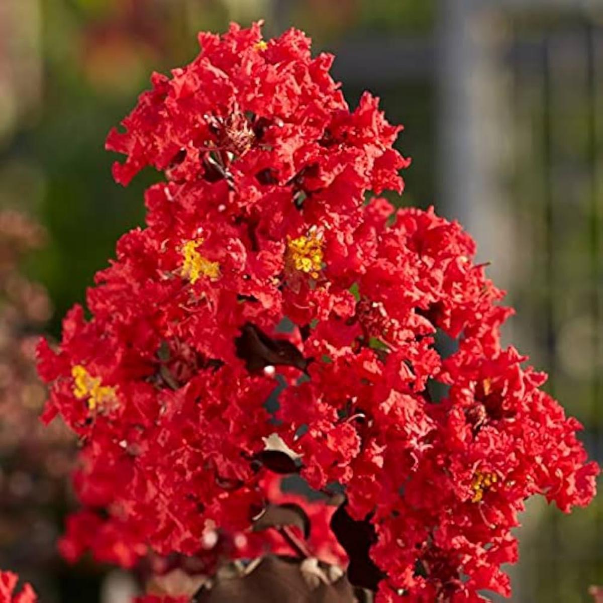 Red Crape Tree Flower Seeds for Planting Heirloom, Non-GMO, High Germination Organic Garden Seeds