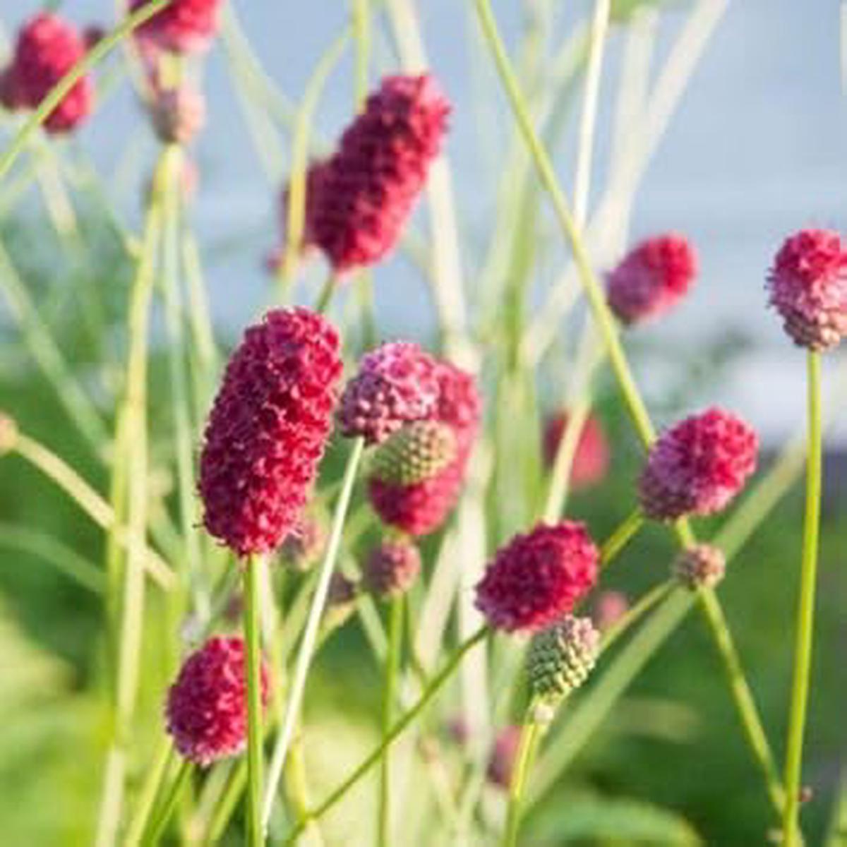 Red Sanguisorba Officinalis Herb Seeds for Planting  Heirloom, Non-GMO, Organic Garden Seeds with High Germination