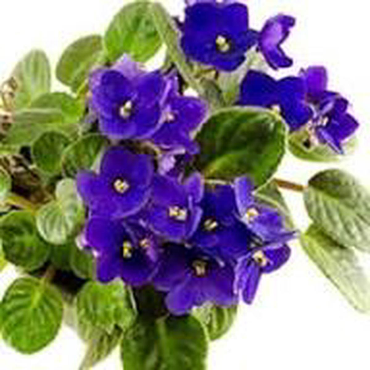 Sky Blue African Violet (Saintpaulia ionantha) Flower Seeds for Planting Heirloom, Non-GMO