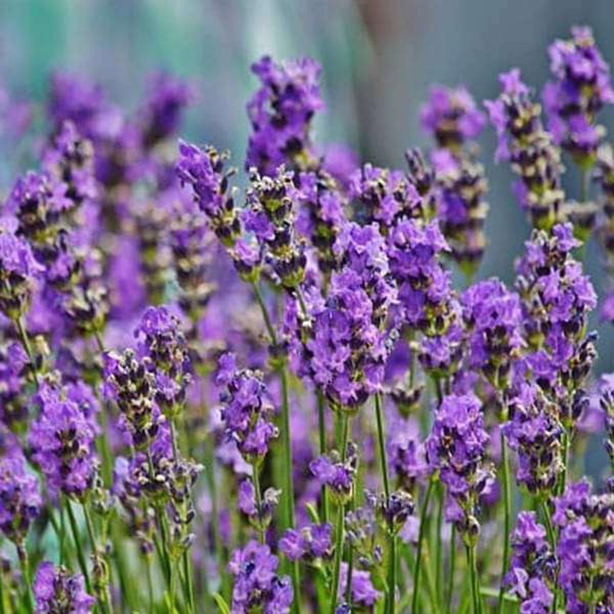 Violet Lavender Flower Seeds for Planting Long Bloom Season, Heirloom, Non-GMO, High Germination