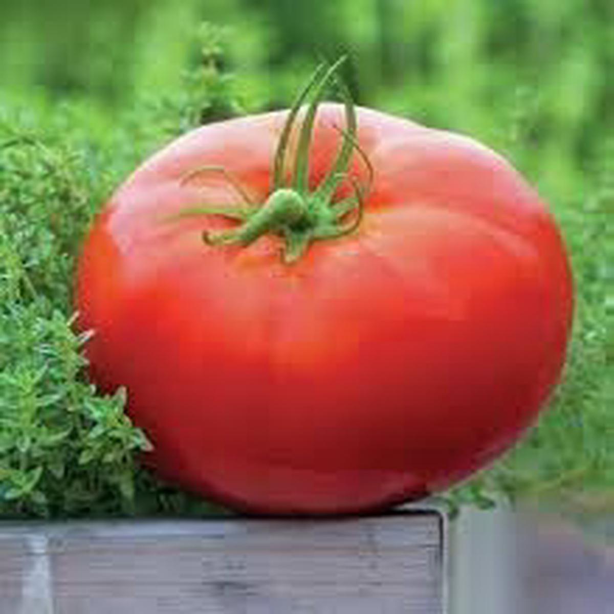 Whopper Tomato Seeds for Planting Heirloom, Non-GMO, Big, Juicy Tomatoes for Organic Garden Harvests