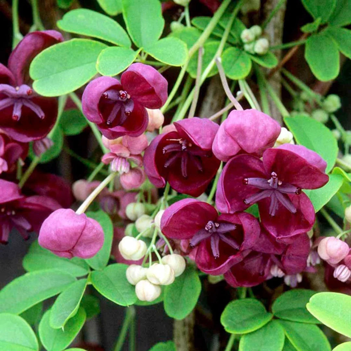 Akebia Flower Seeds for Planting  Easy to Grow, Heirloom, Non-GMO, Organic Garden Seeds