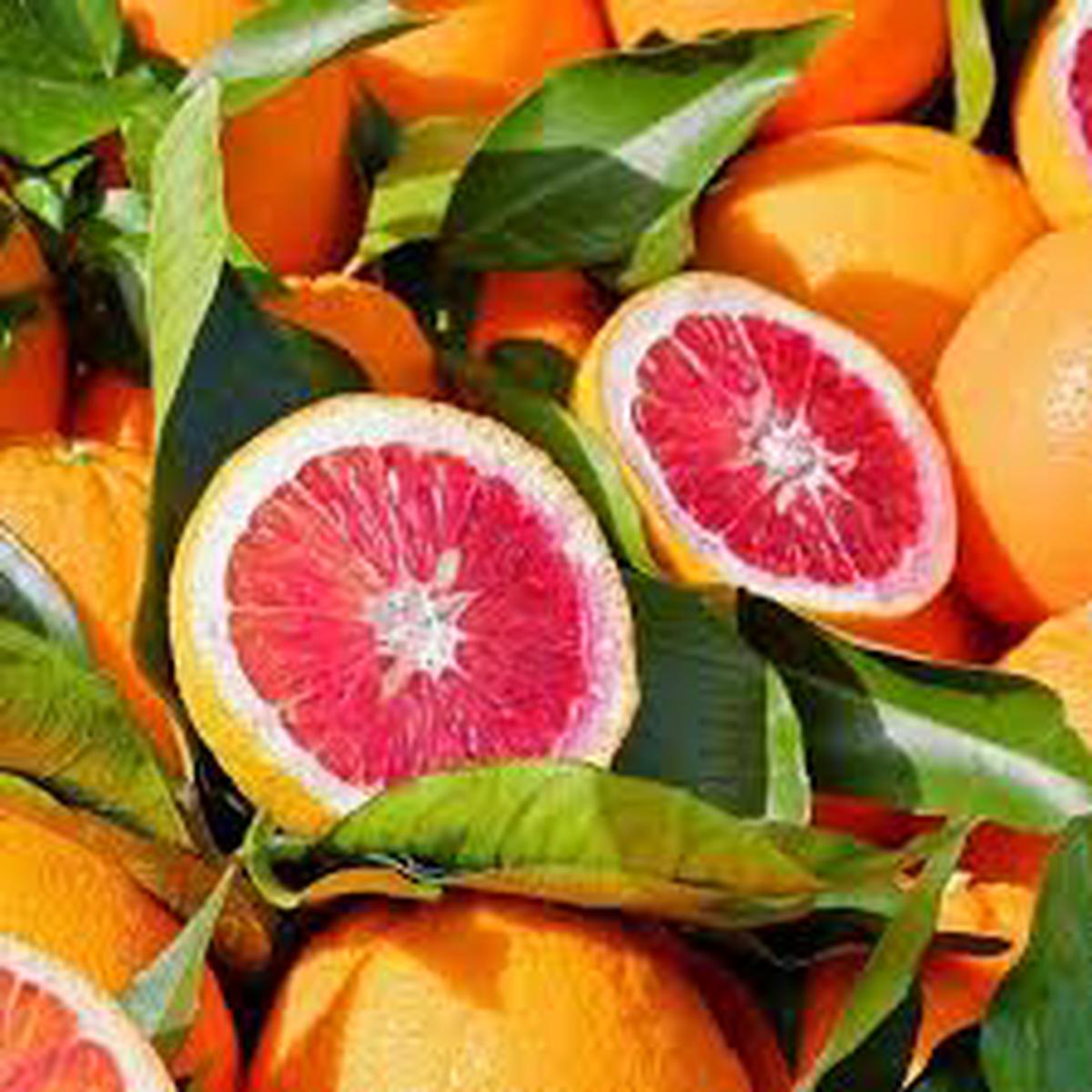 Blood Orange Fruit Seeds for Planting  Heirloom, Non-GMO Citrus Garden Seeds