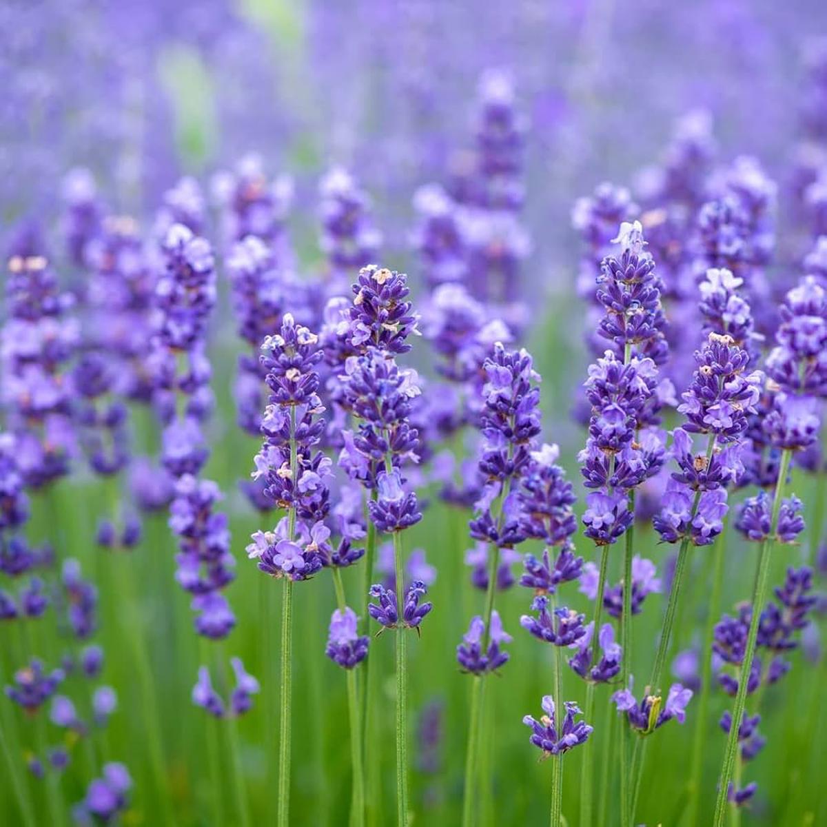 English Lavender Medicinal Herb Seeds for Planting Heirloom, Non-GMO, Organic Garden Seeds with High Germination