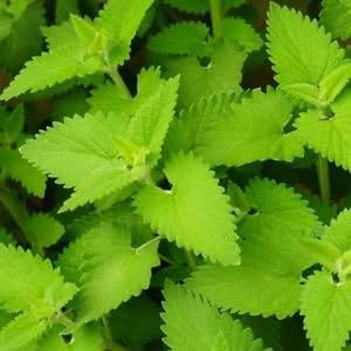 Green Catnip Herb Seeds for Planting  Heirloom, Non-GMO, Organic Garden Seeds with High Germination