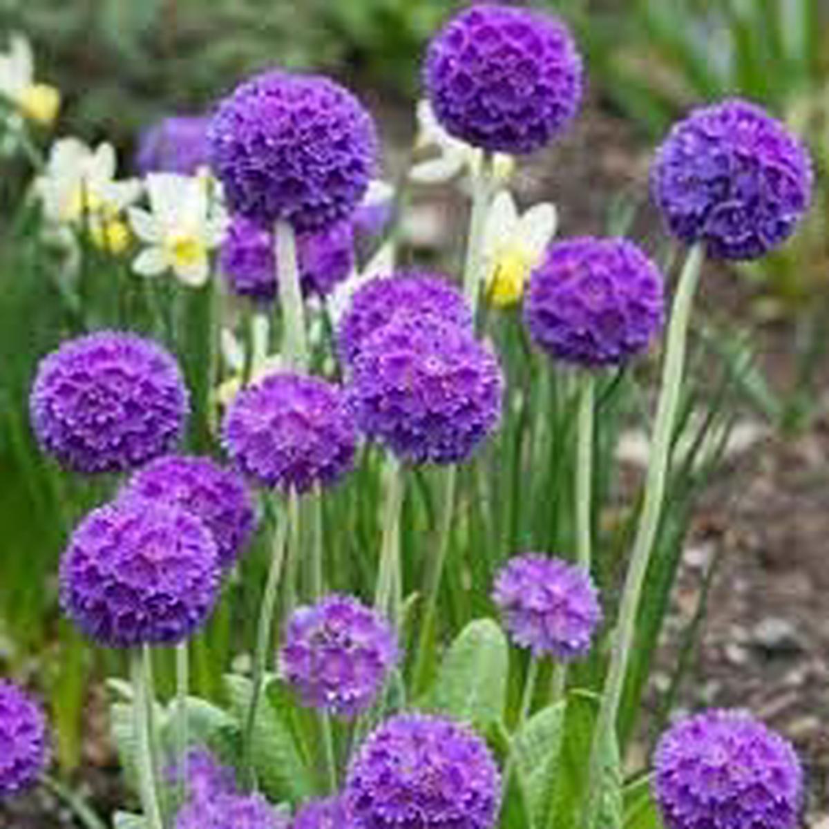 Heirloom Denticulata Flower Seeds Non-GMO, High Germination Organic Garden Seeds