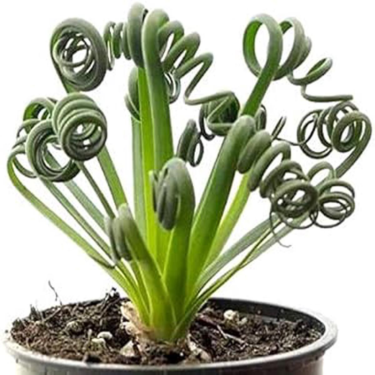 Heirloom Spiralis Flower Seeds for Planting Non-GMO, Easy to Grow, High Germination