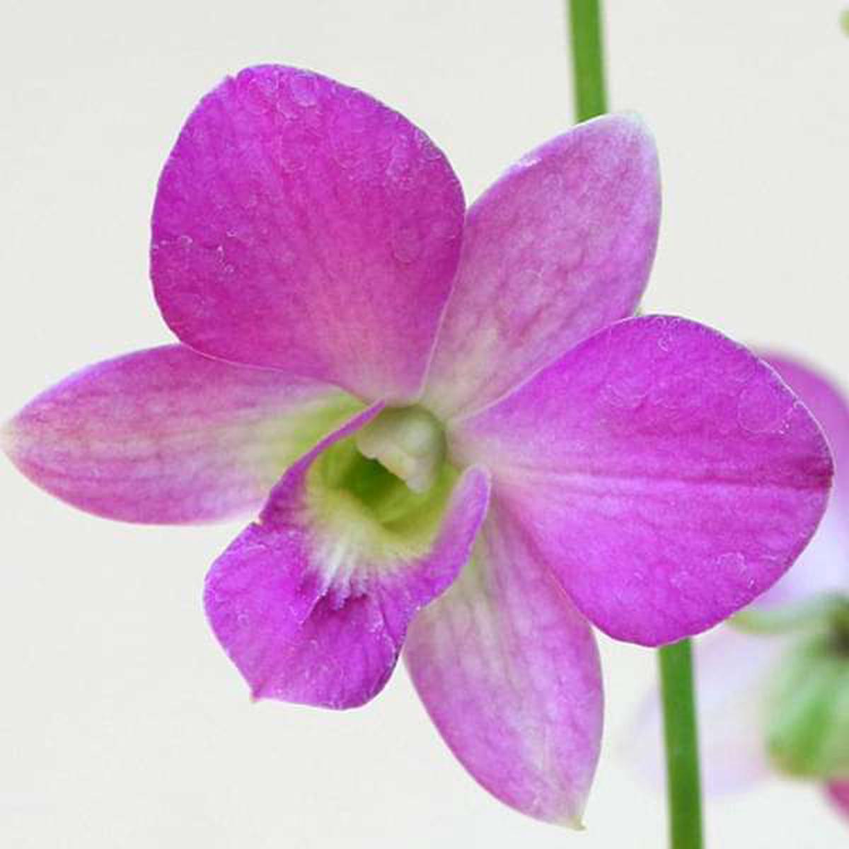 Lavender Dendrobium Flower Seeds for Planting Heirloom Non-GMO, High Germination Organic Garden Seeds