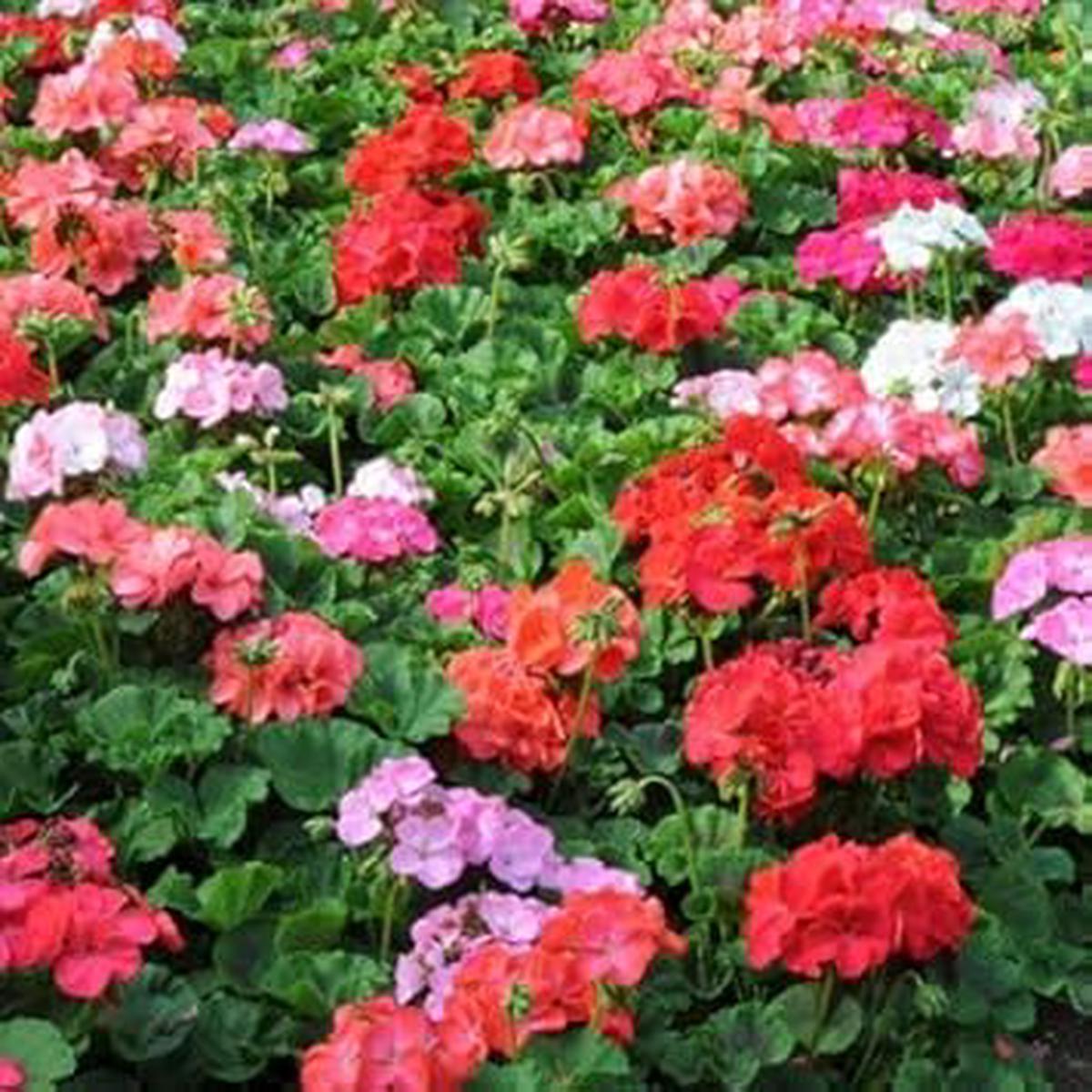 Multi-Colour Geranium Flower Seeds for Planting Heirloom, Non-GMO, High Germination Organic Garden Seeds