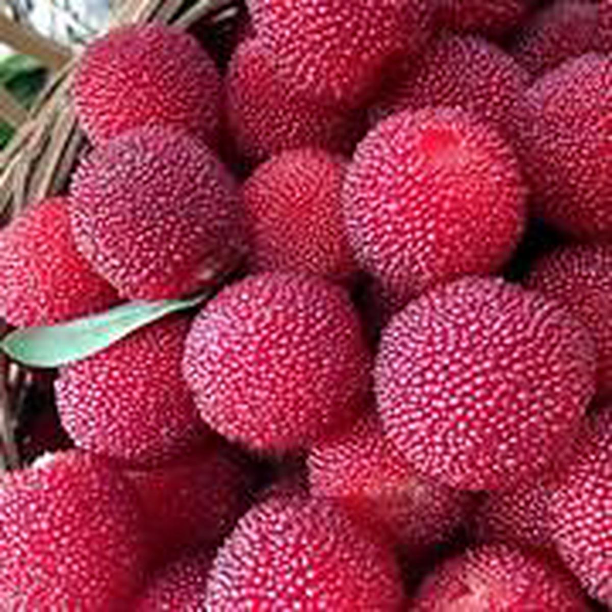 Red Myrica fruit seeds for planting  Heirloom & Non-GMO garden seeds for sweet versatile berry harvests