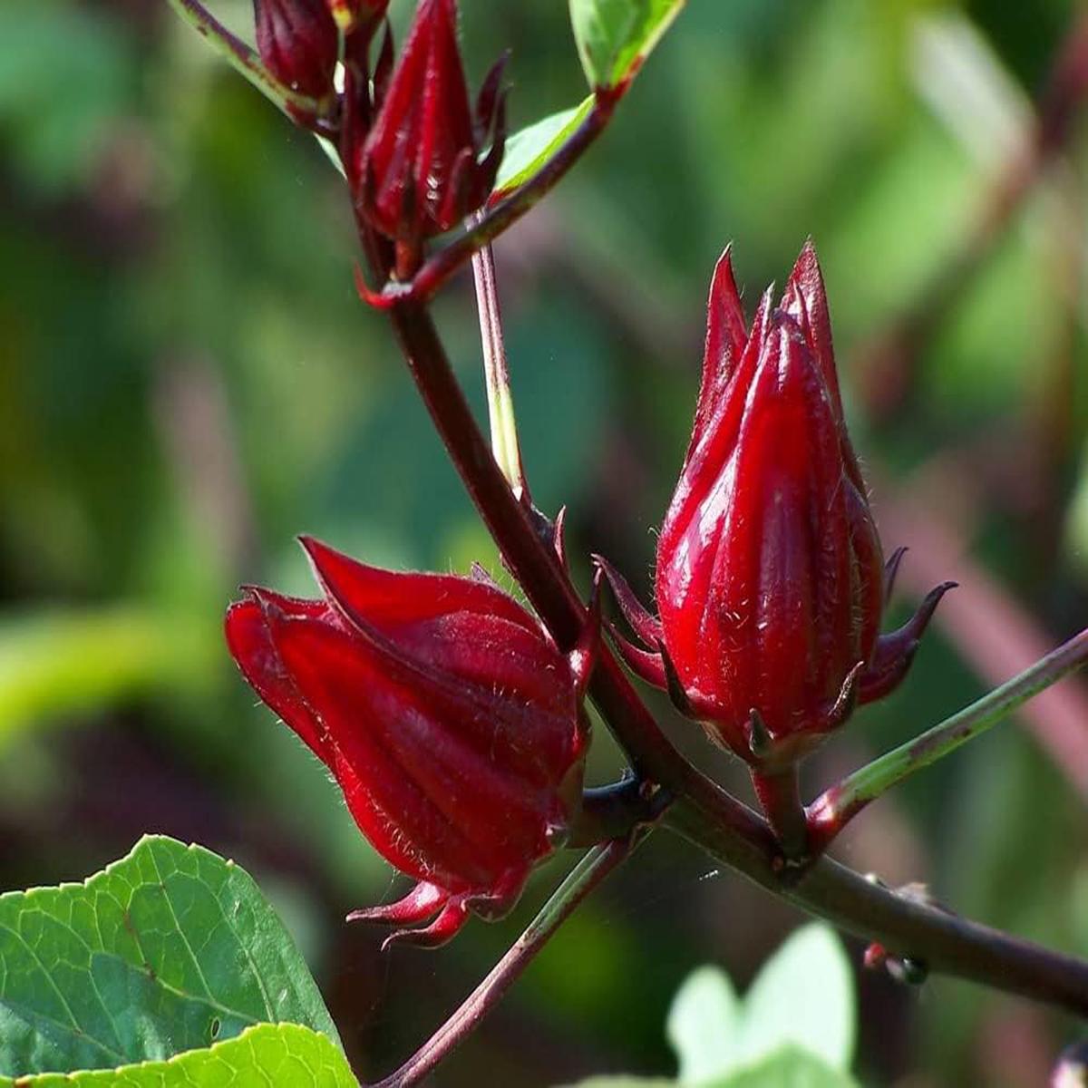 Rosella Fruit Seeds for Planting  Heirloom & Non-GMO Garden seeds, sweet-tangy fruits for backyard gardens