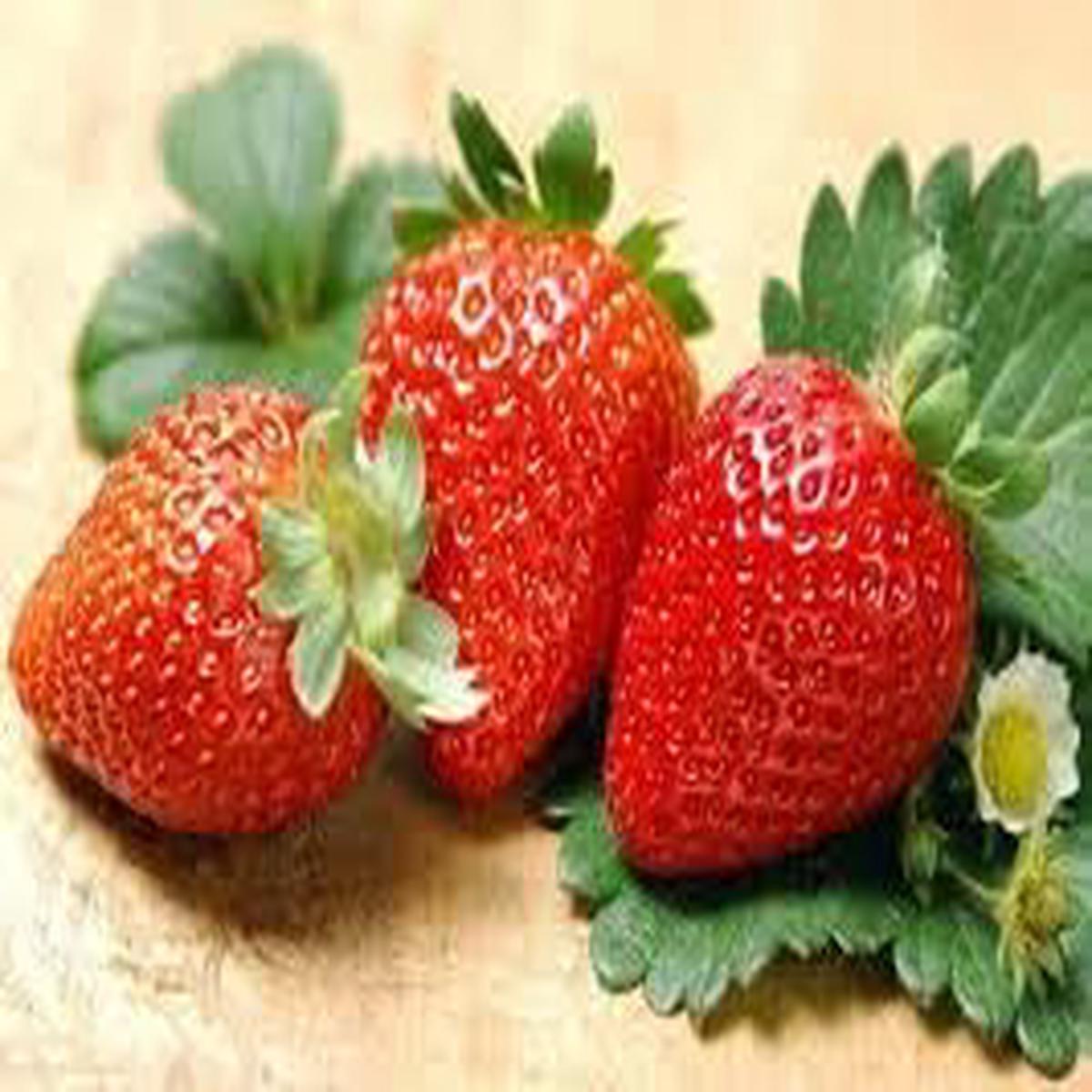 Strawberry Fruit Seeds Heirloom, Non-GMO Seeds for Sweet Organic Berry Garden Planting