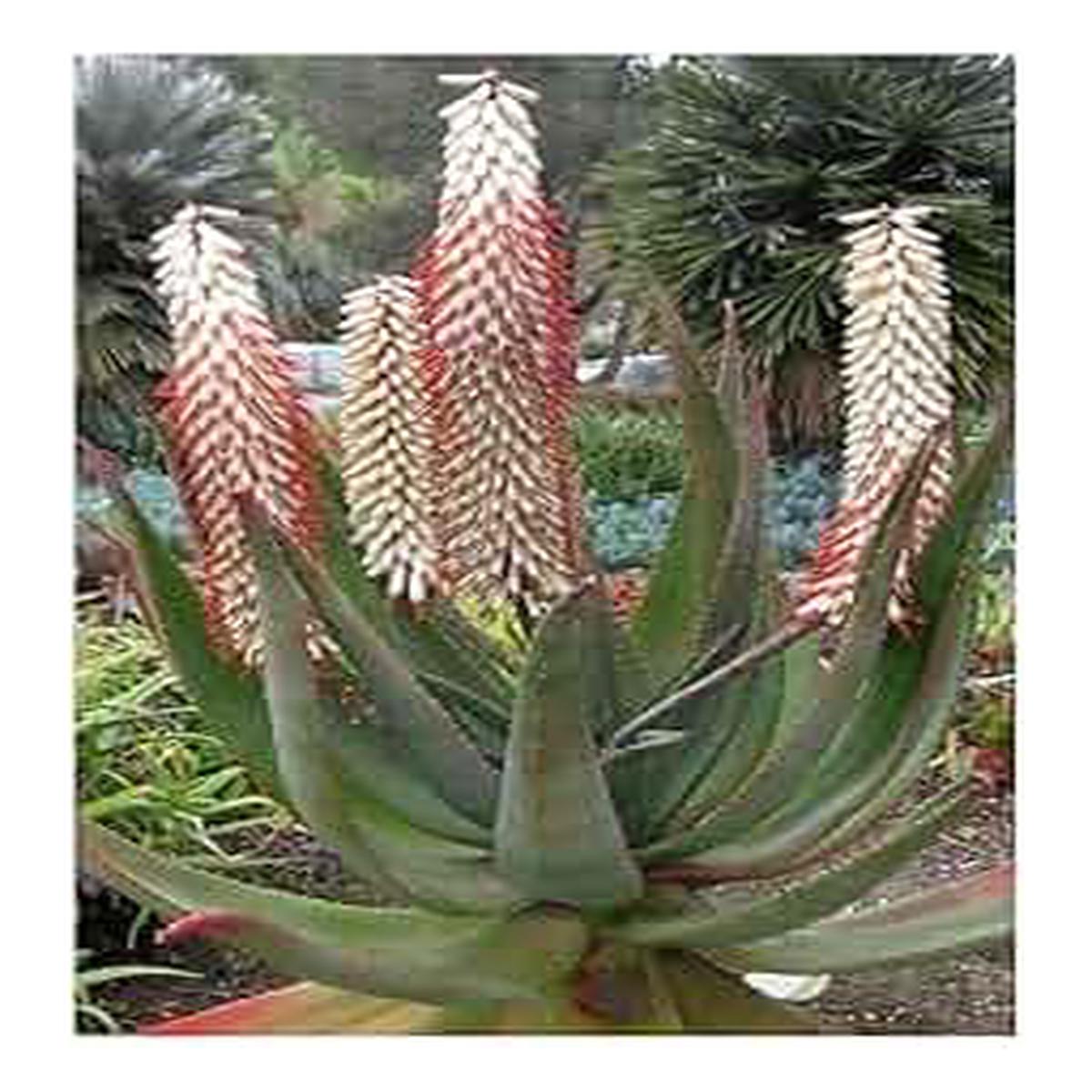 Aloe Ferox White Seeds Hardy Heirloom, Non-GMO Seeds for Planting in Organic Home Garden