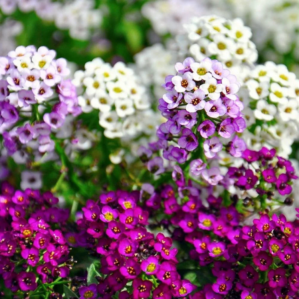 Alyssum Flower seeds for Planting - Cut Flower Favorite, Heirloom & GMO Free Seeds for Home Garden  High Germination