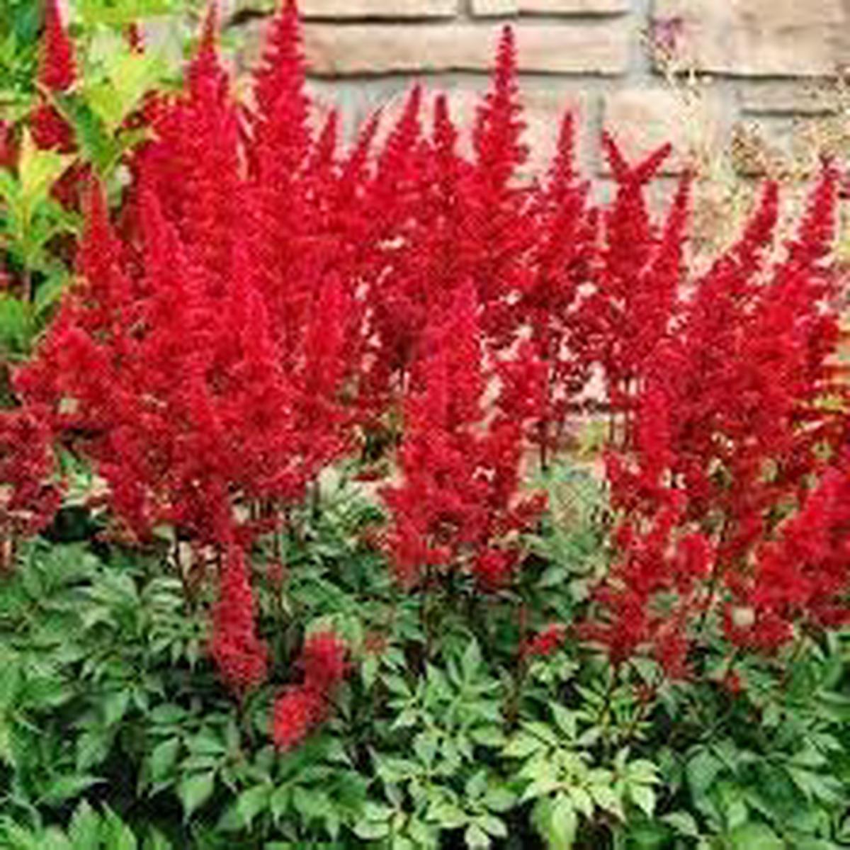 Astilbe Arendsii Flower Seeds for Planting Heirloom, Non-GMO, Pollinator Friendly, High Germination