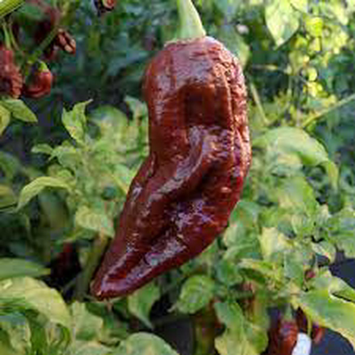 Black Bhut Jolokia Chile Pepper Seeds for Planting Heirloom, Non-GMO, High Germination Organic Garden Seeds, Extreme Heat Variety