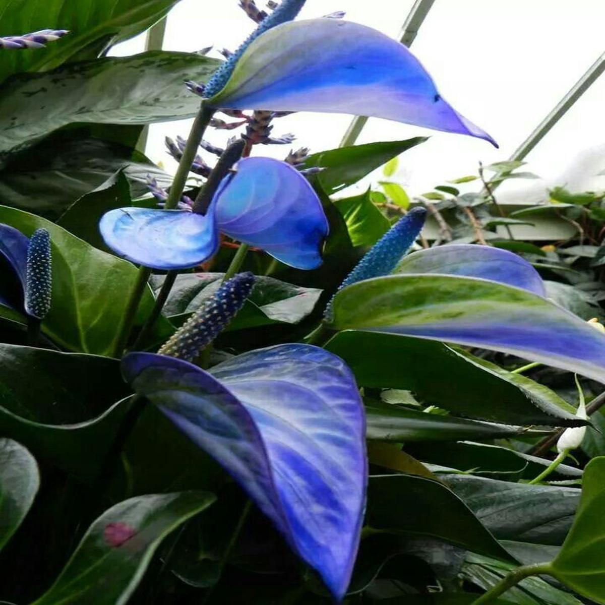 Blue Green Anthurium Linden Flower Seeds for Planting Heirloom, Non-GMO, High Germination