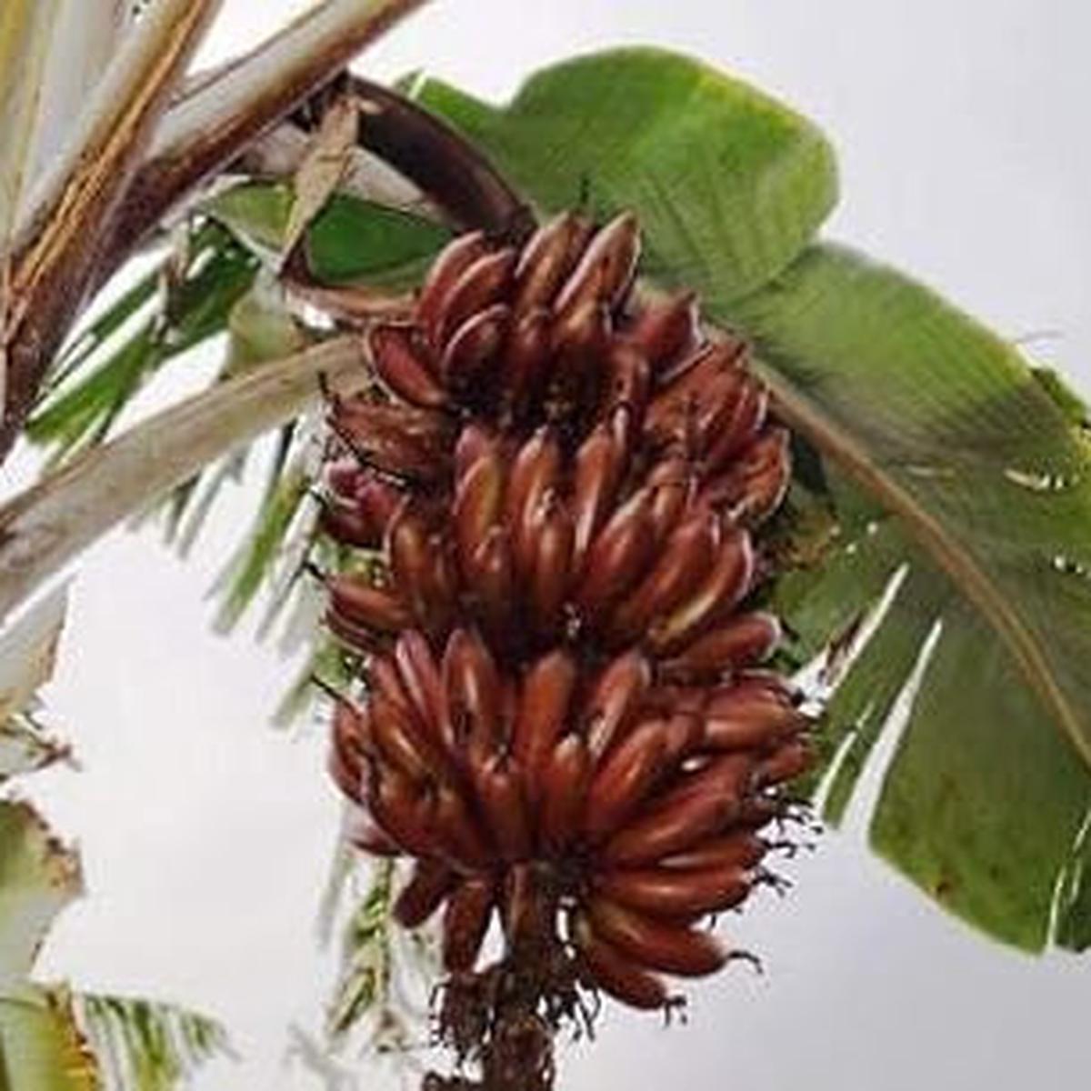 Brown Banana fruit seeds for planting - Heirloom & Non-GMO Garden seeds