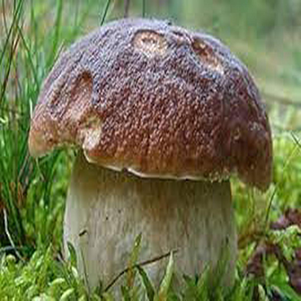 Brown Mushroom Vegetable Seeds for Planting Heirloom & Non-GMO Garden Seeds