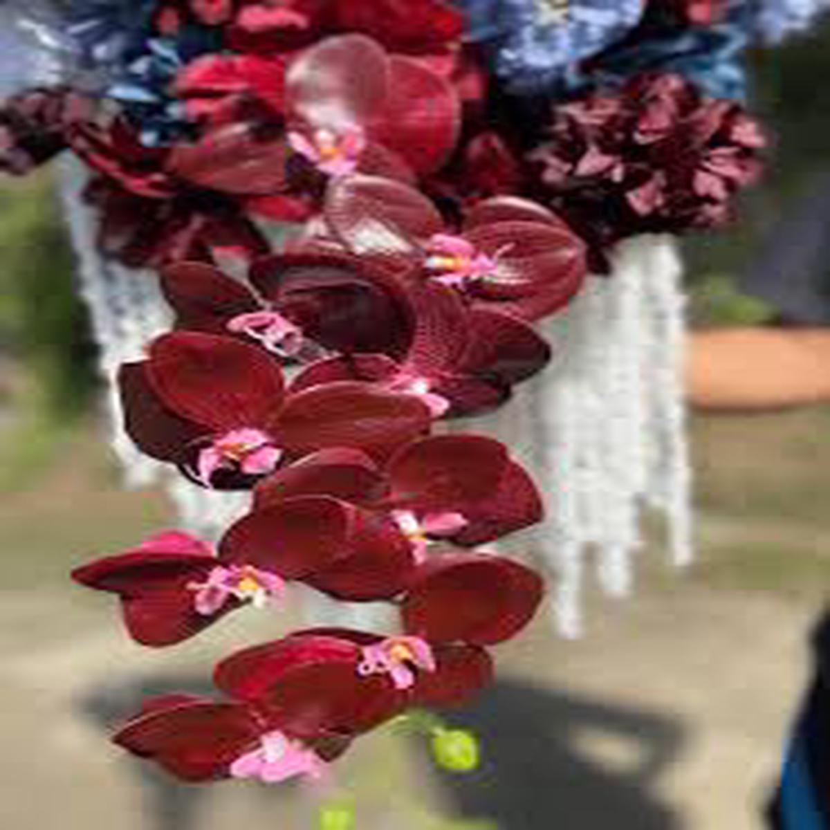 Burgundy Phalaenopsis Orchid Flower Seeds for Planting Heirloom, Non-GMO, Low Maintenance Organic Garden Seeds with High Germination