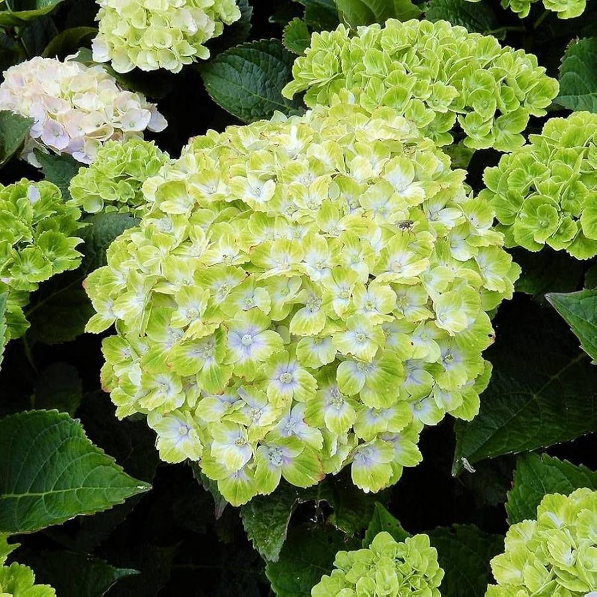 Green White Hydrangea Flower Seeds for Planting Heirloom, Non-GMO, High Germination Garden Seeds
