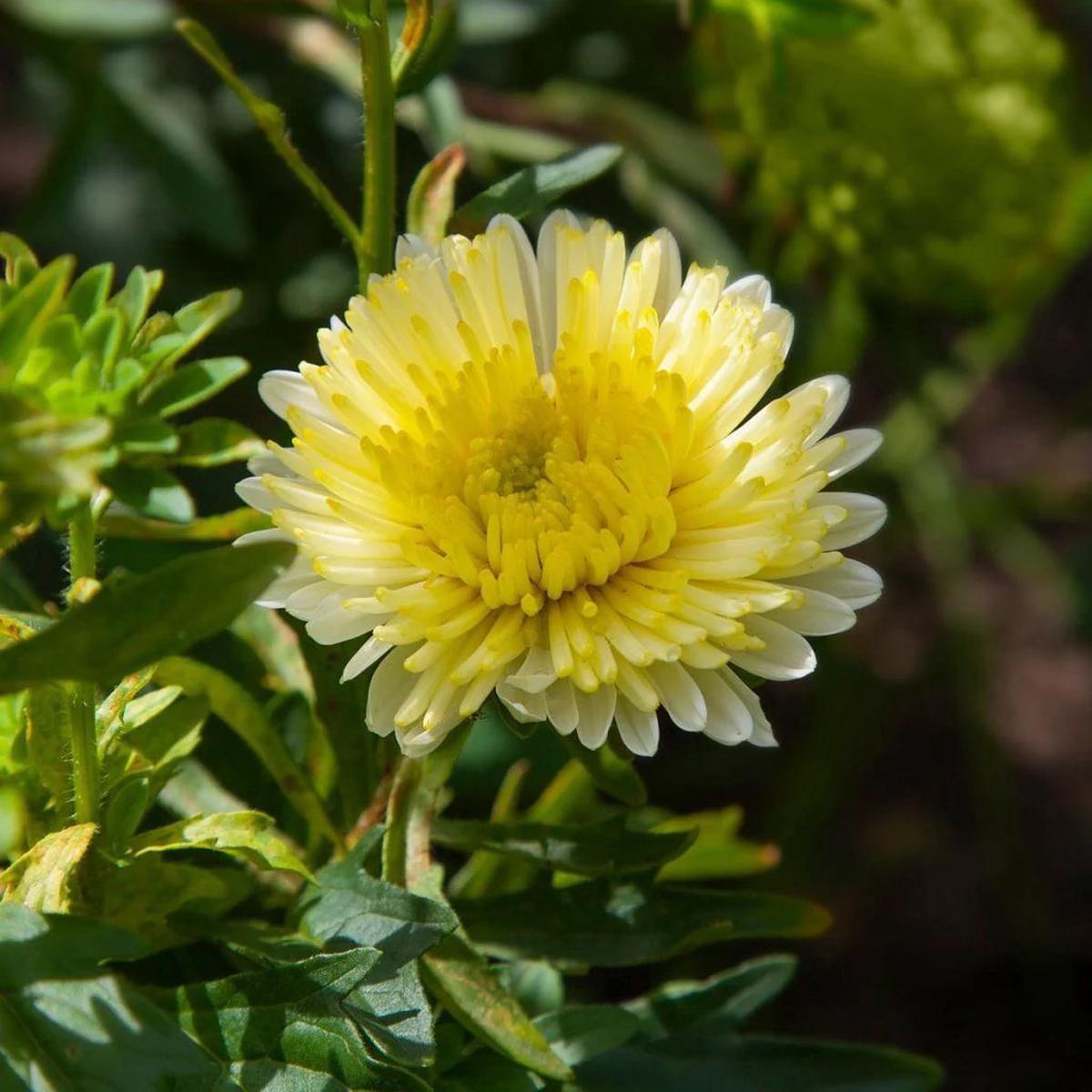 Light Yellow Aster Flower Seeds for Planting Heirloom, Non-GMO, Bright Blooms, High Germination