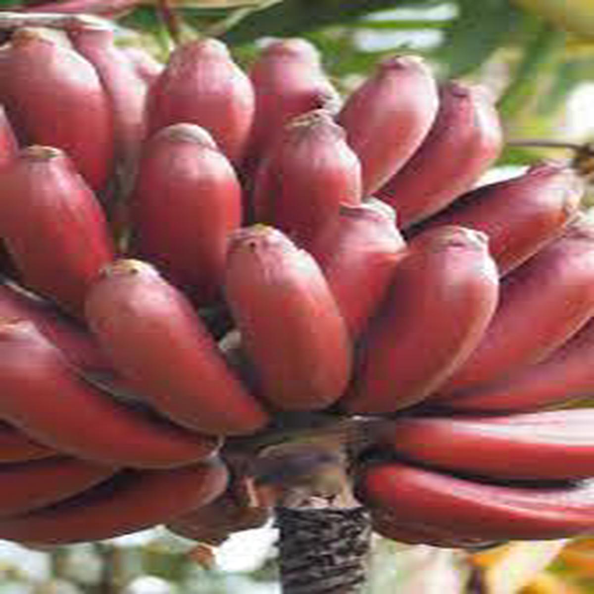 Maroon Red Banana Fruit Seeds Heirloom, Non-GMO Seeds for Rare Tropical Fruit Planting
