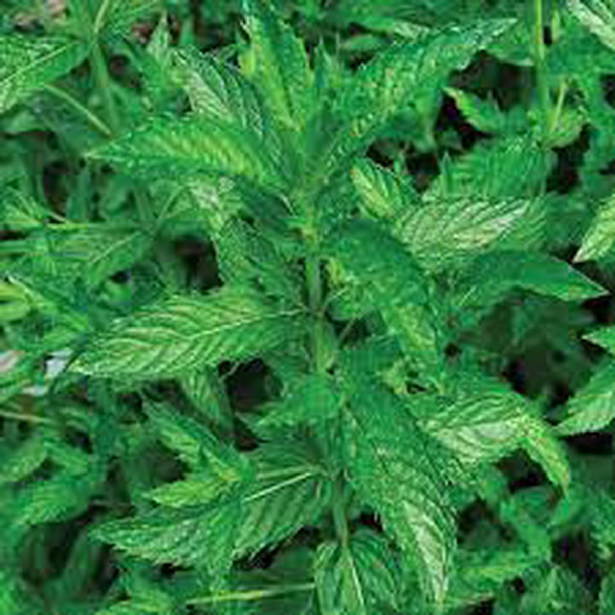 Mint Spearmint Seeds for Planting  Heirloom, Non-GMO Culinary & Medicinal Herb for Tea, Cooking & Aromatic Gardens