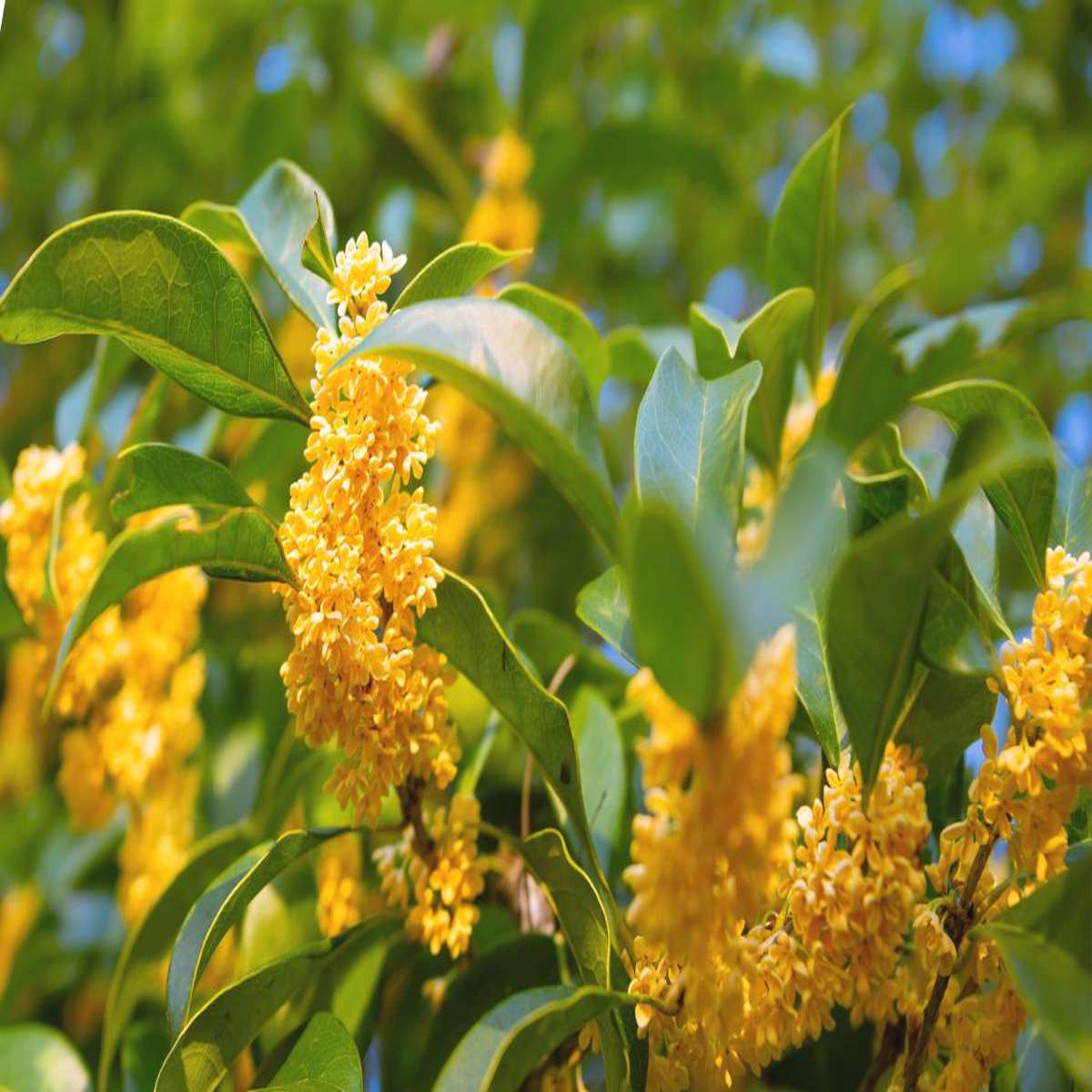 Osmanthus Flower Seeds for Planting Heirloom, Non-GMO, Colorful Display, High Germination