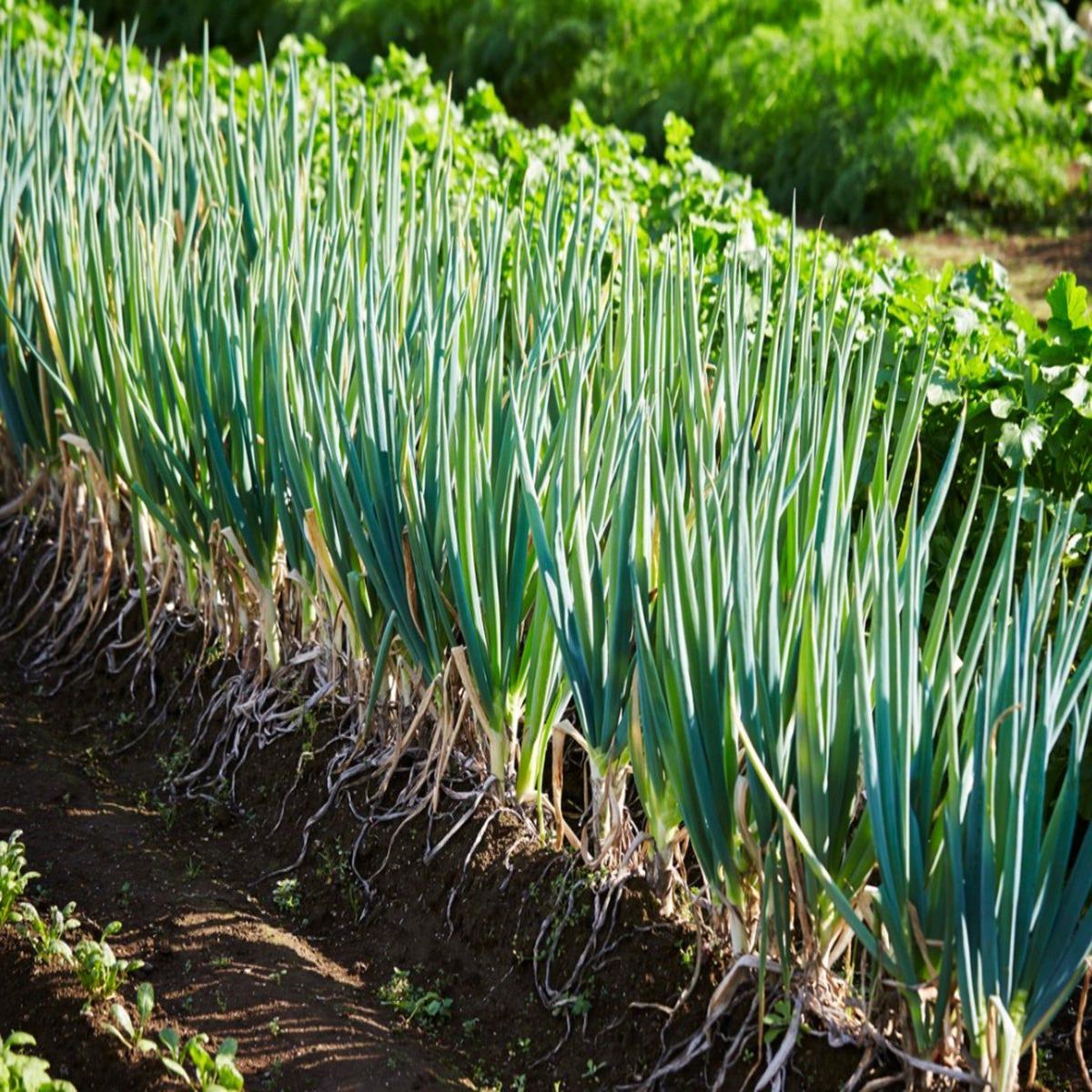 Scallion Seeds for Planting Heirloom, Non-GMO, Mild Green Onion Vegetable